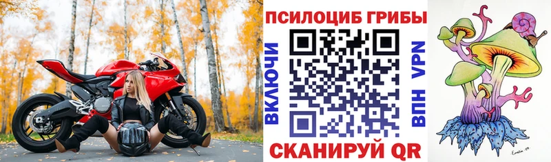 Псилоцибиновые грибы Cubensis  Новосокольники 